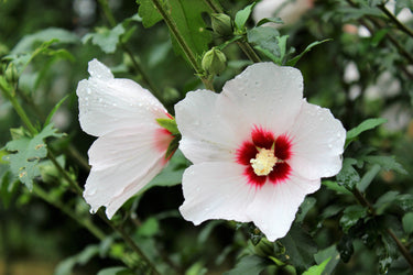 25 White & Hot Pink ROSE Of SHARON HIBISCUS Syriacus Flower Tree Bush Seeds